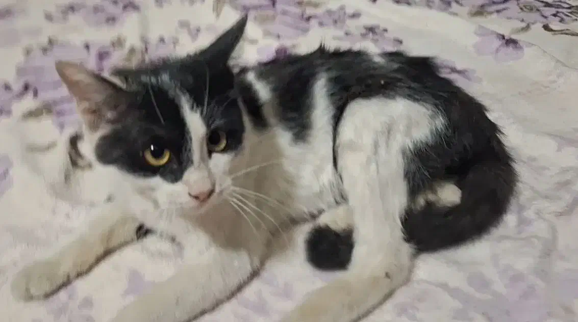 واگذاری گربه تاکسیدو (DSH)|گربه|اصفهان, لنبان|دیوار