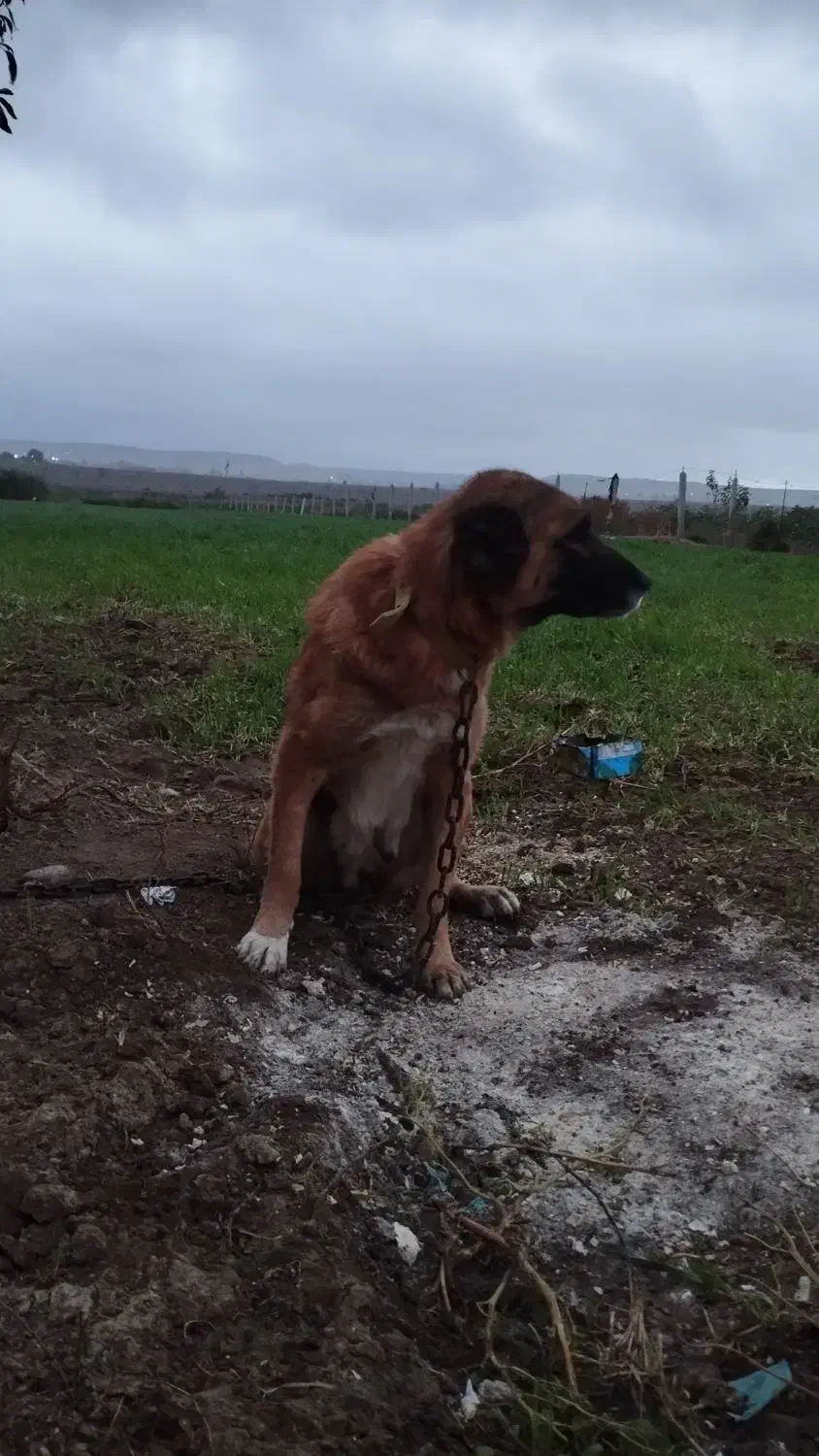 مادهطلا|سگ|اصلاندوز, |دیوار