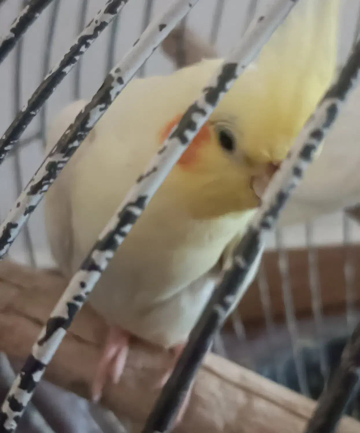 سه عدد عروس هلندی بالغ مولد قیمت همه باهم 1تومان|پرنده|تولم شهر, |دیوار