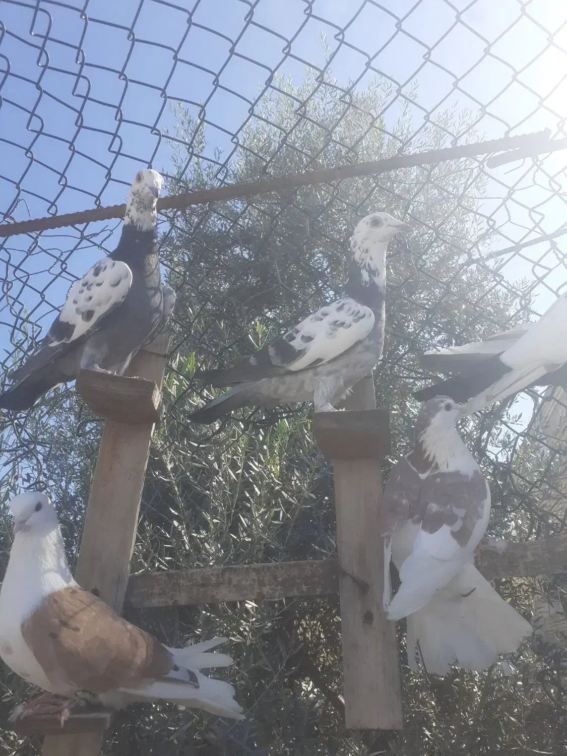 دوبال زرد سوسکی بزک دوعدد کربلایی سرخ خون سینه|پرنده|گالیکش, |دیوار