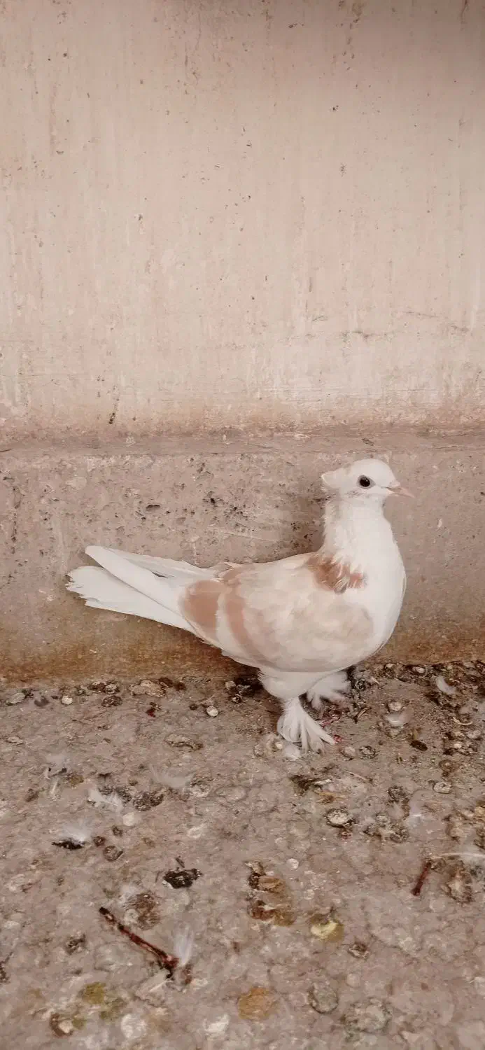 ماده ابلغ|پرنده|قم, نیروگاه|دیوار