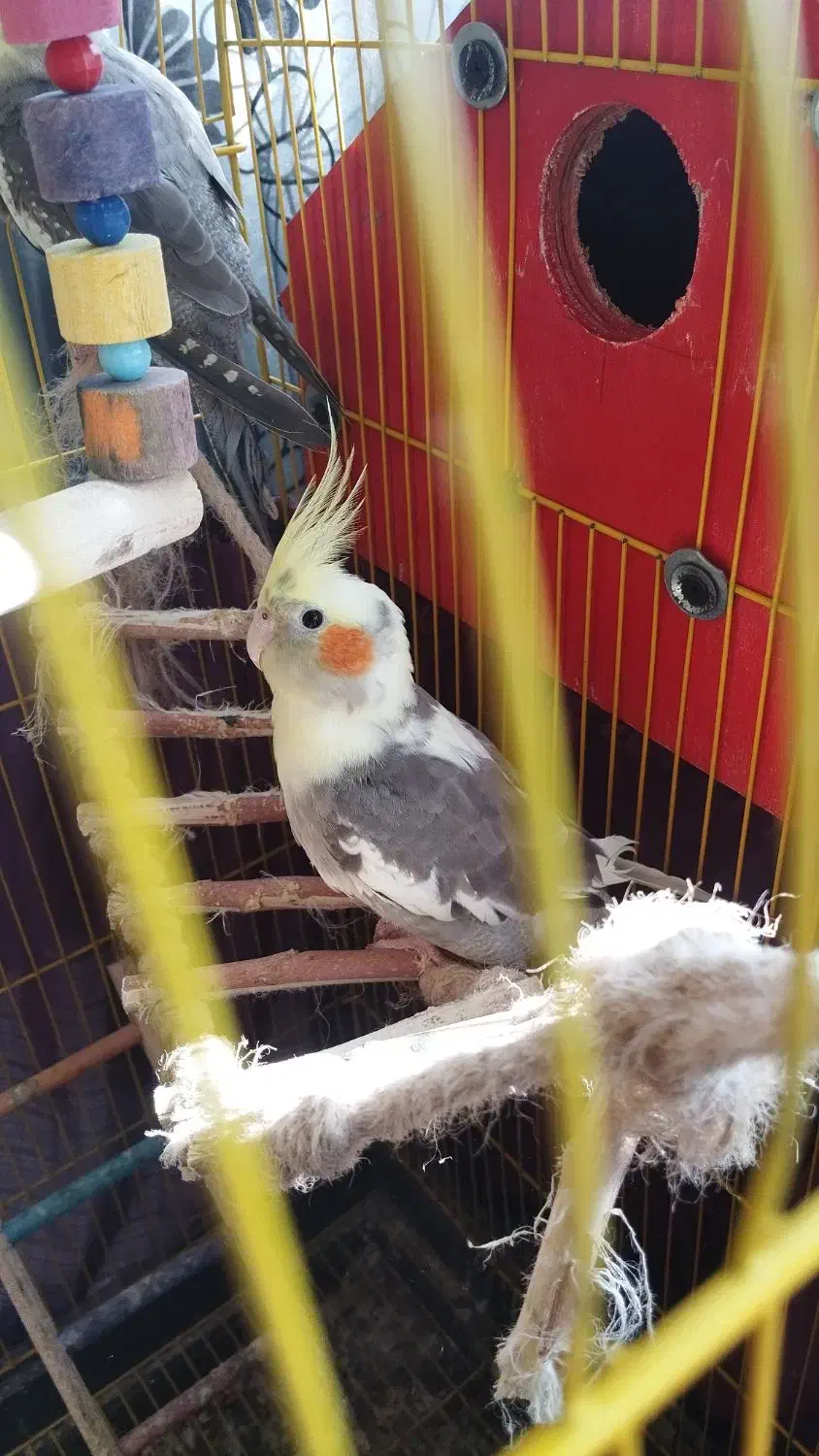 ۳ عدد عروس هلندی|پرنده|نشتارود, |دیوار