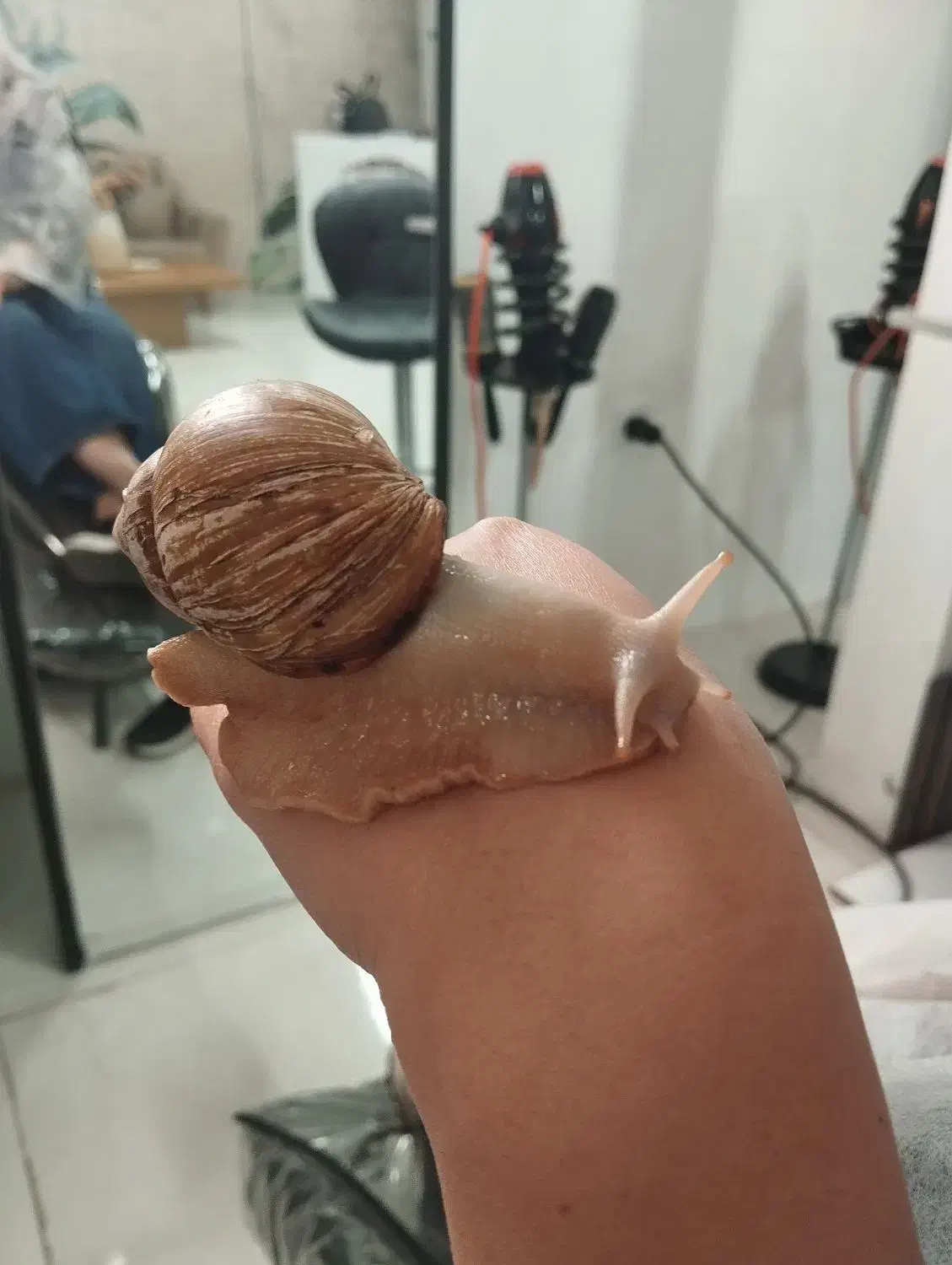 حلزون آلپینو|خزنده|سبزوار, قائم|دیوار