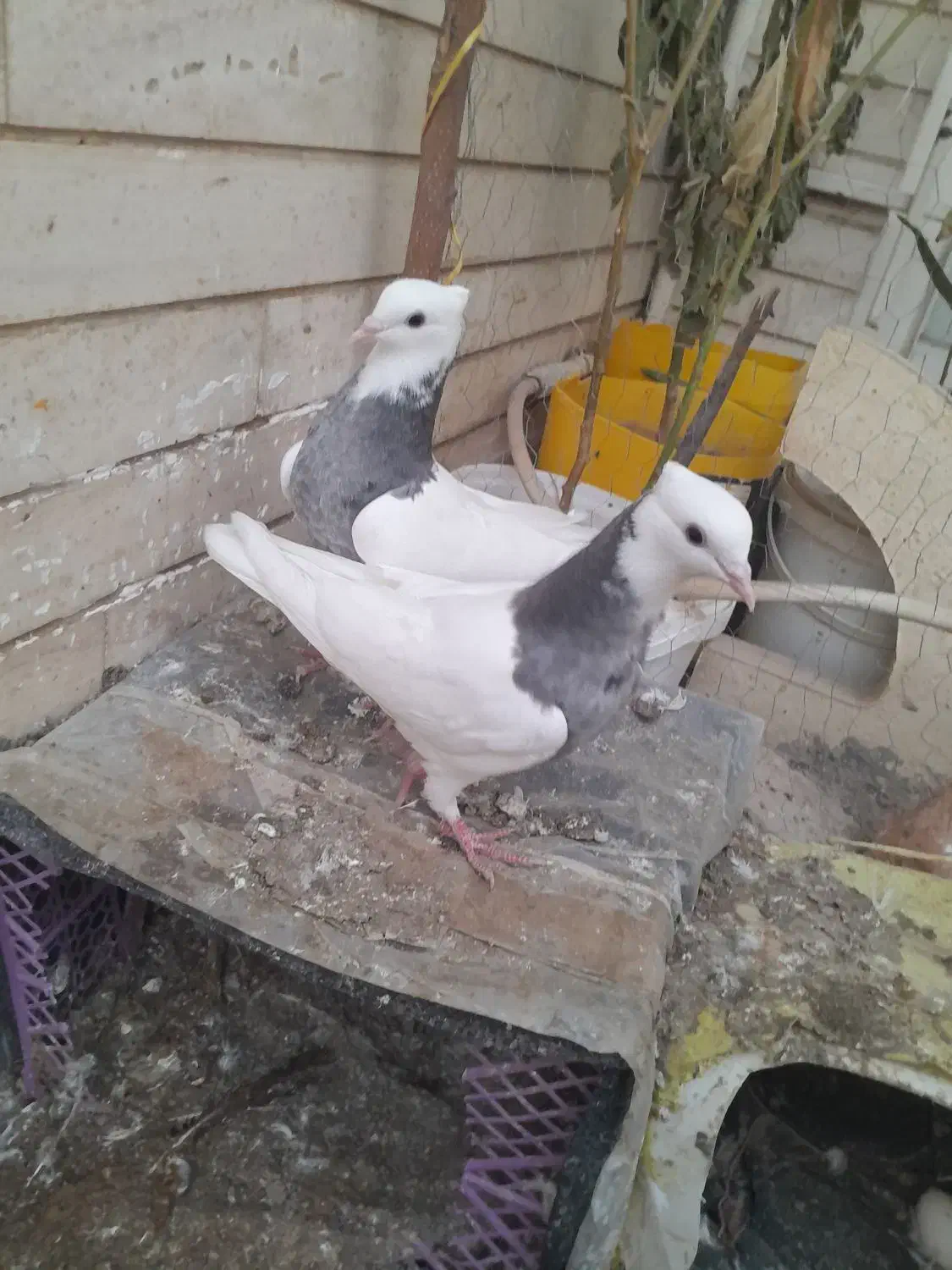 4 عدد پرنده|پرنده|اردبیل, |دیوار