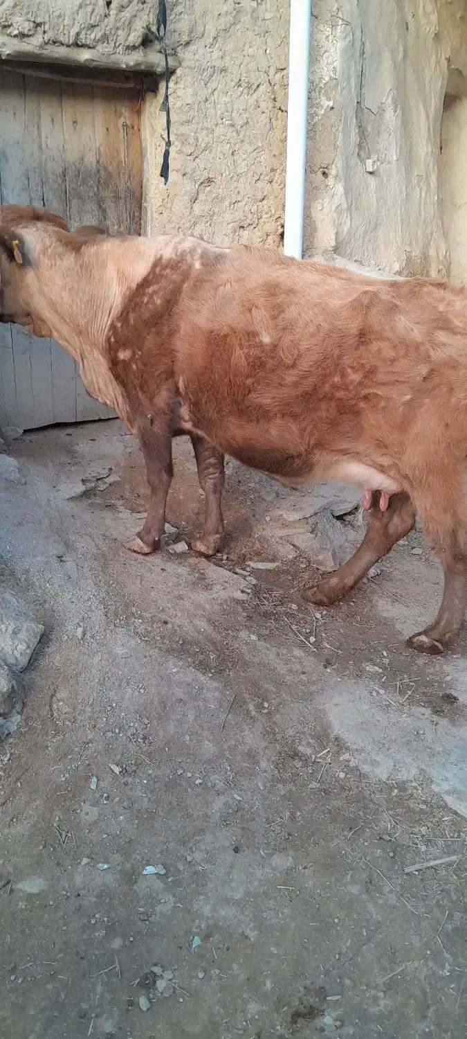 گاو شیری|حیوانات مزرعه|زنجانرود, |دیوار