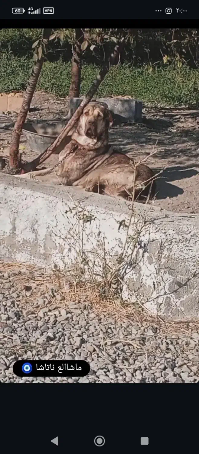 گمشده|حیوانات|ارومیه, |دیوار