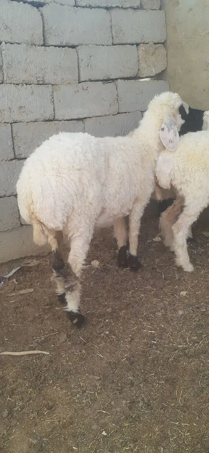 گوسفند ابست و بره گوشتی|حیوانات مزرعه|زابل, |دیوار
