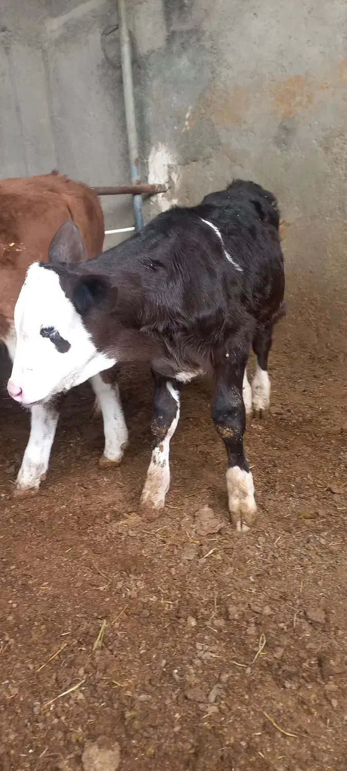 ۷راس گوسا له های سیمینتال نر وماده|حیوانات مزرعه|فرمهین, |دیوار