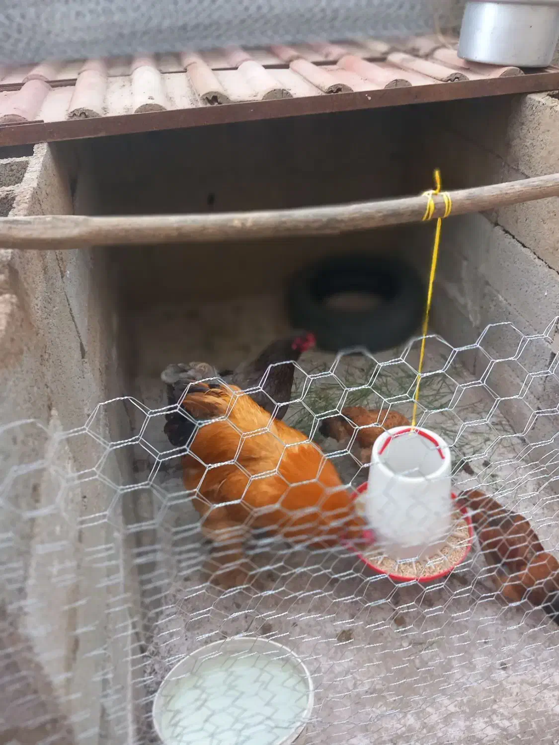 مرغ خروس برهما و کوشین|حیوانات مزرعه|رشت, خرسندی|دیوار