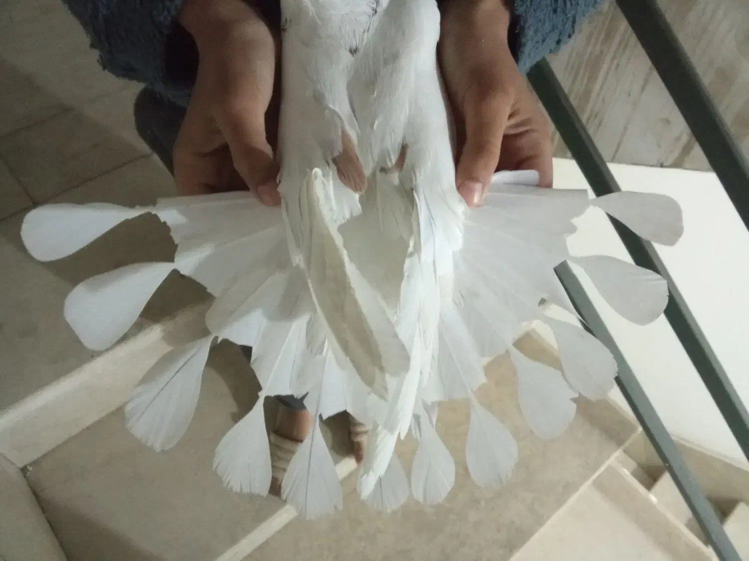 کفتر پرشی|پرنده|وحیدیه, |دیوار