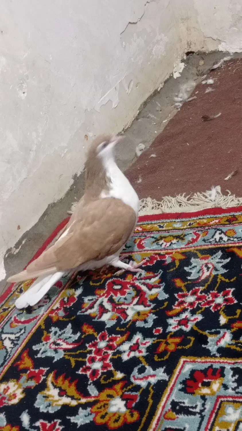 کبوتر رنگی|پرنده|گتوند, |دیوار