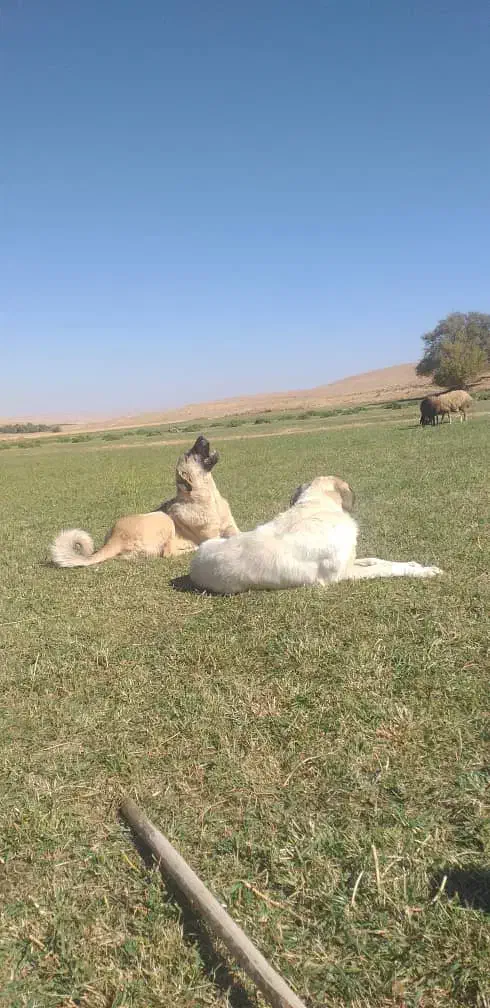 پژدر ۹ماهه|سگ|قروه, |دیوار