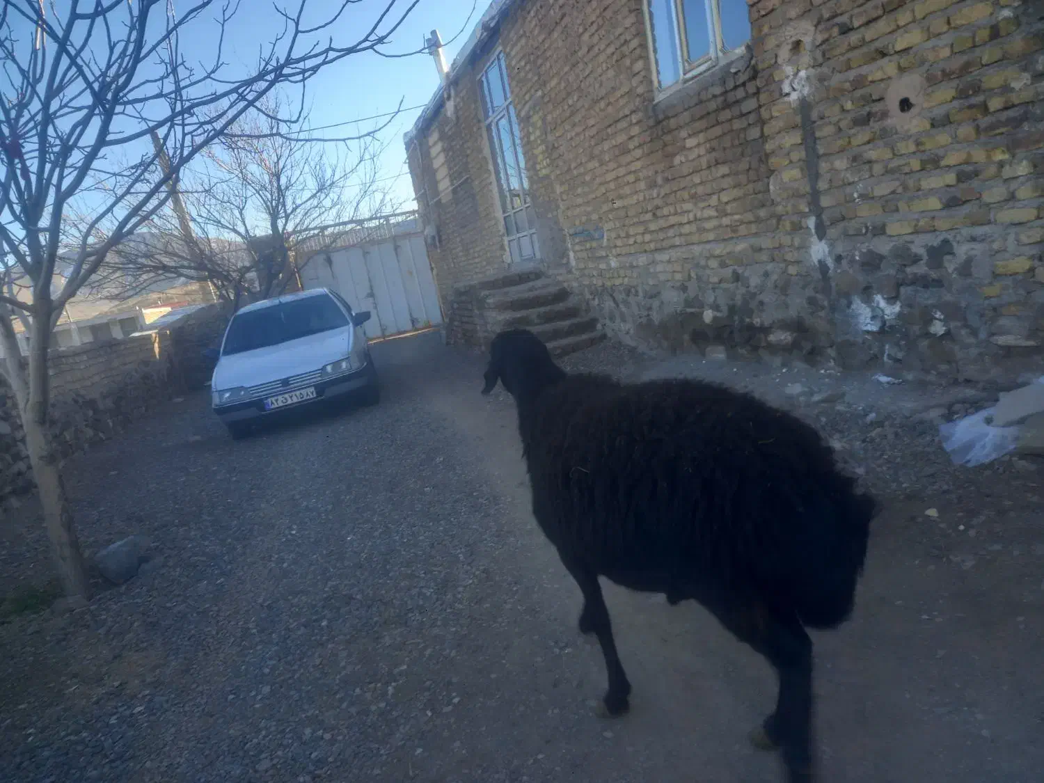 ۹۵کیلو|حیوانات مزرعه|دلیجان, |دیوار