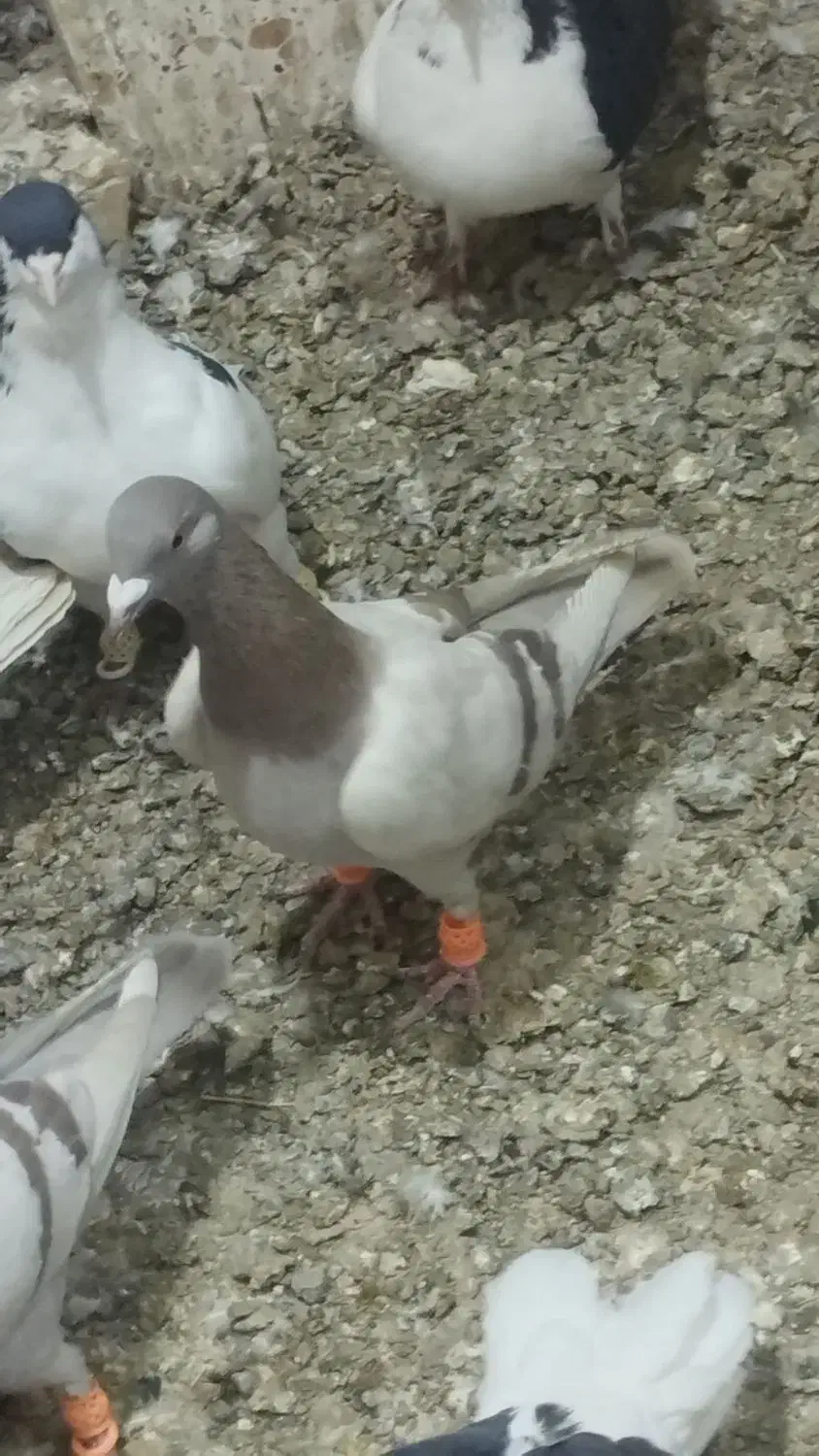 کفتر پرنده|پرنده|قزوین, |دیوار