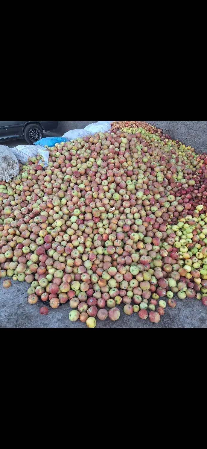 خریدار سیب‌ زیردرختی با بالاترین قیمت|خدمات باغبانی و درختکاری|زنجان, |دیوار