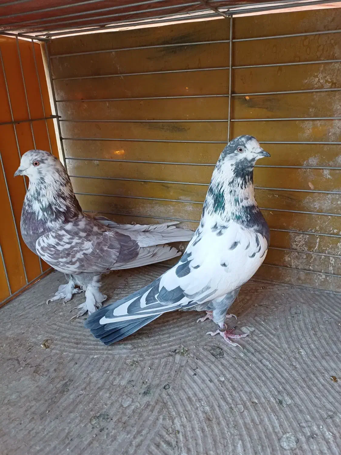 فروش کفتر|پرنده|اصفهان, خانه اصفهان|دیوار