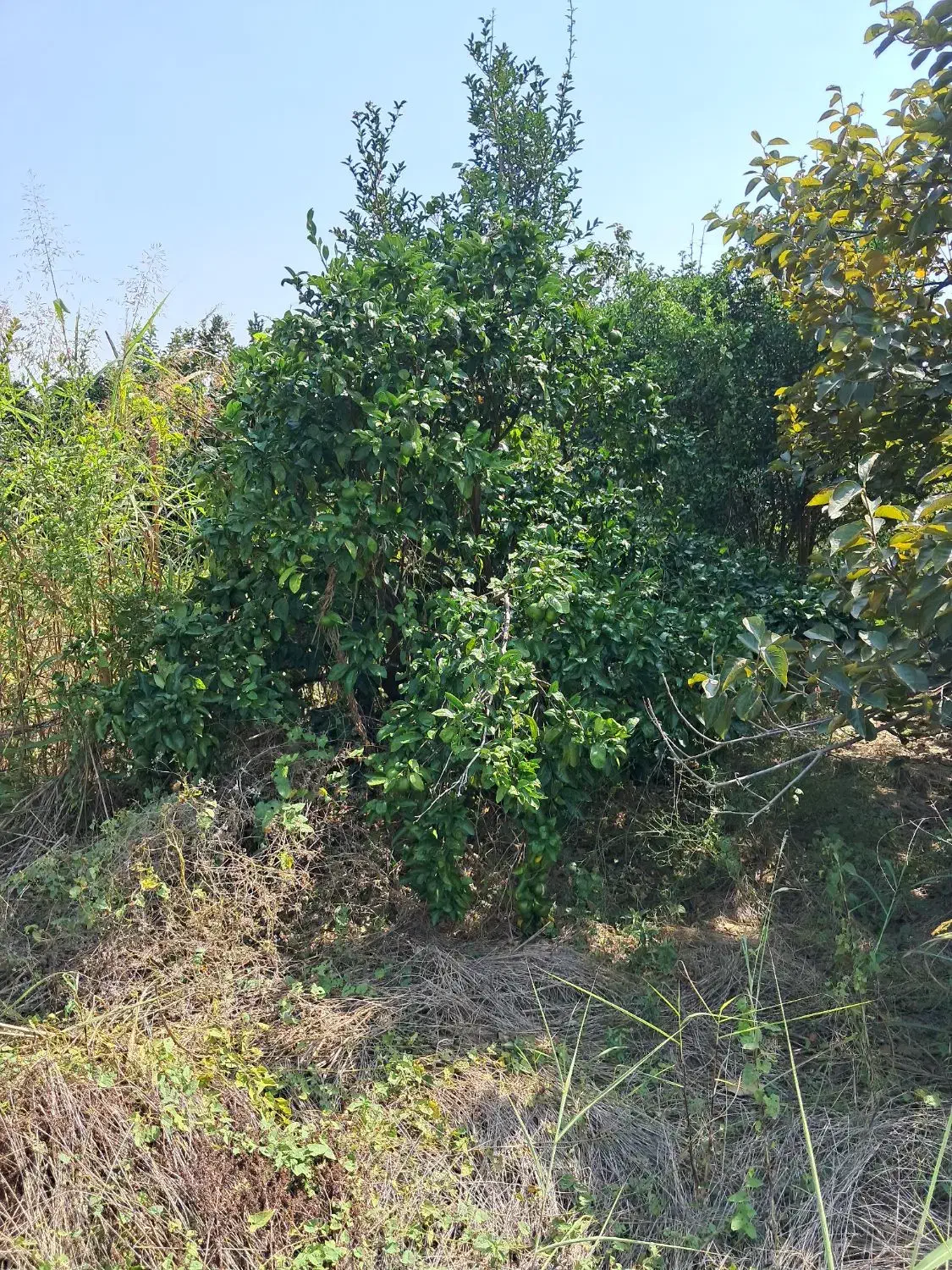 باغچه متراژ مختلف با پروانه چاه و برق لوله کشی آب|فروش زمین و ملک کلنگی|بابل, |دیوار
