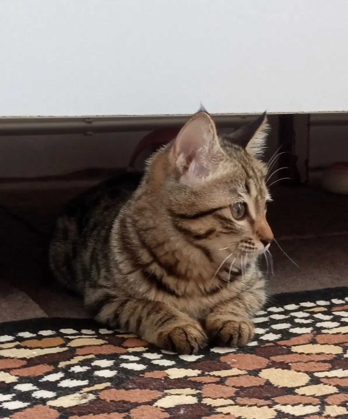 واگذاری بچه گربه رایگان|گربه|تبریز, |دیوار