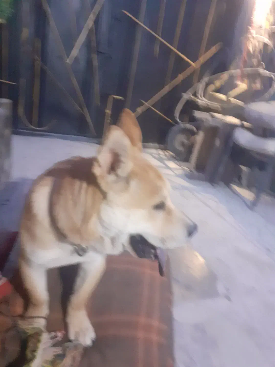 فروش|سگ|رباطکریم, وهن آباد|دیوار