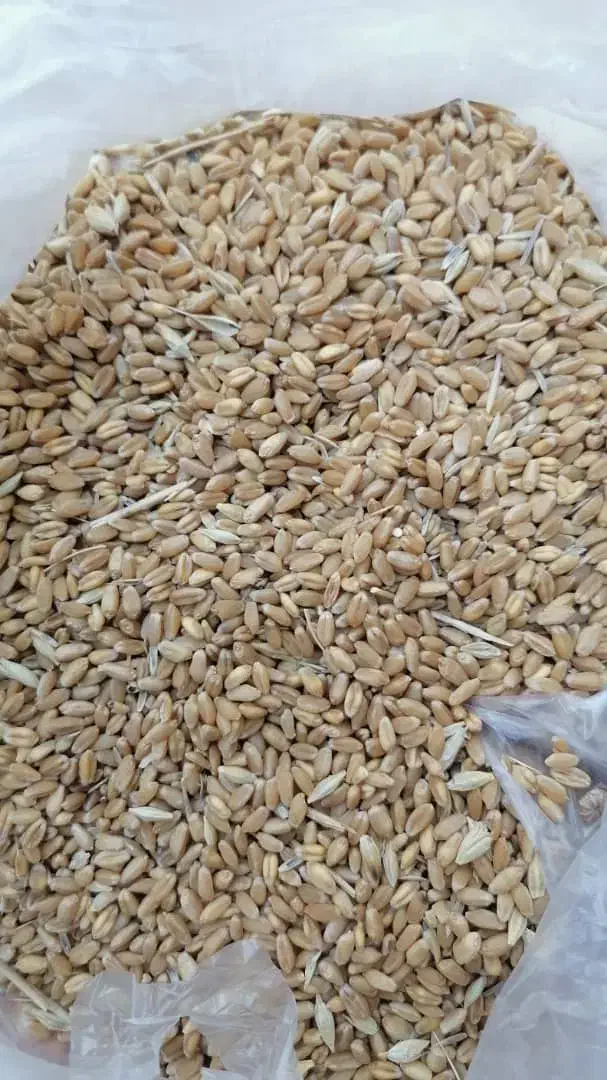 گندم چمران|خوردنی و آشامیدنی|اهواز, یوسفی|دیوار
