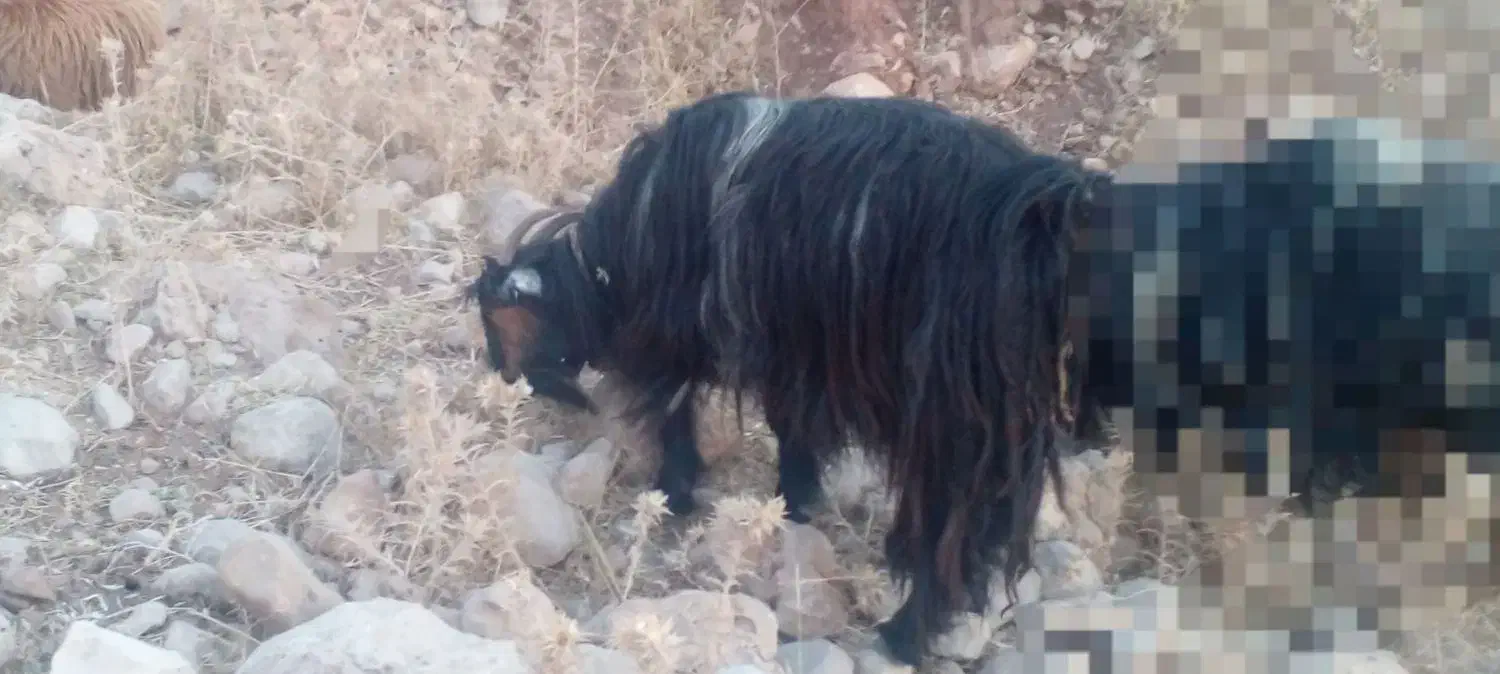 تی بز چپش پازن|حیوانات مزرعه|اندیمشک, |دیوار