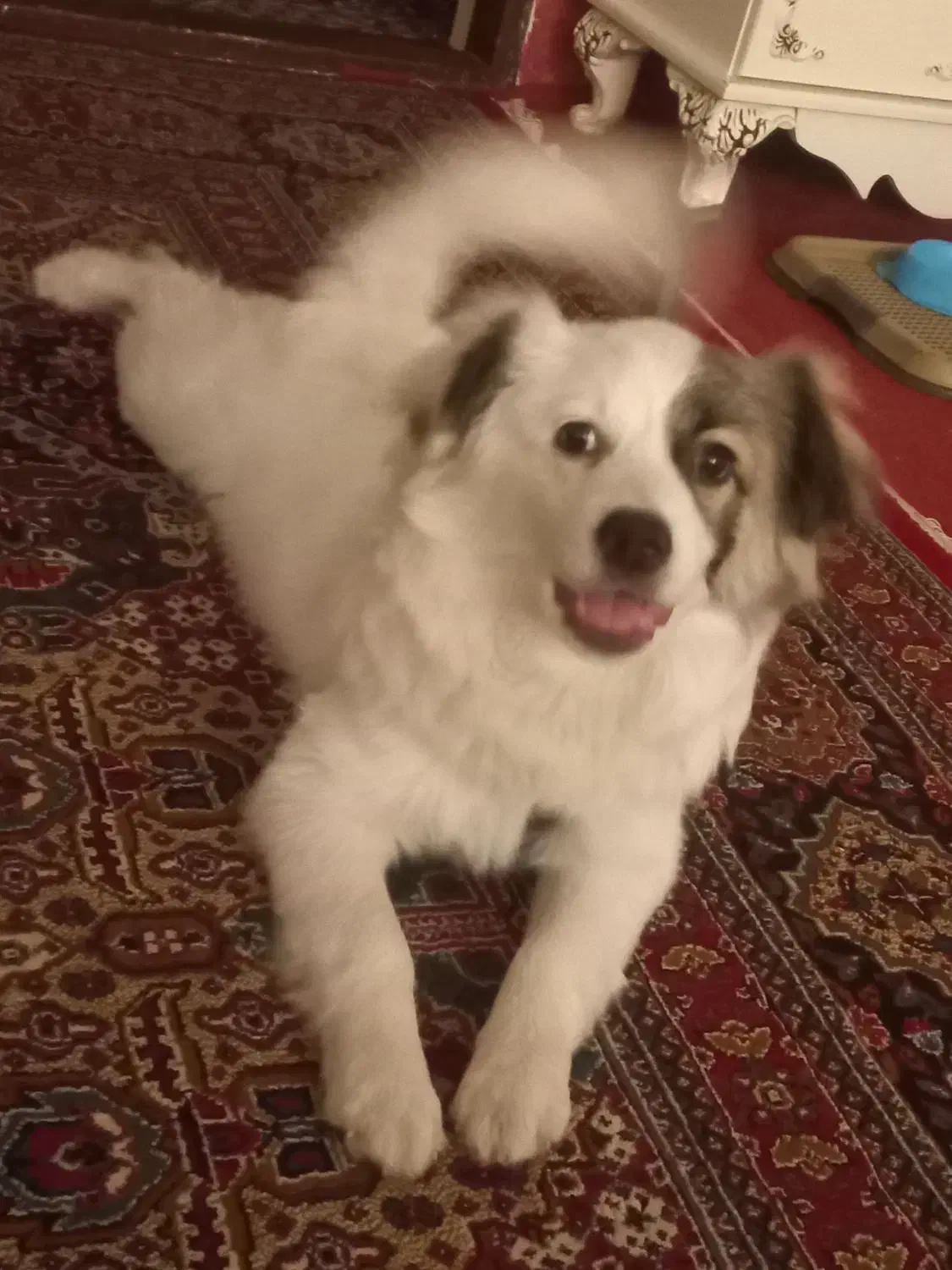 سگ خونگی|سگ|صباشهر, |دیوار