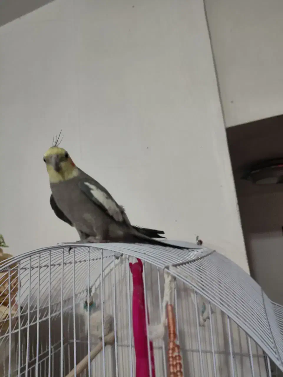 عروس هلندی نر سخنگو|پرنده|طبس, |دیوار