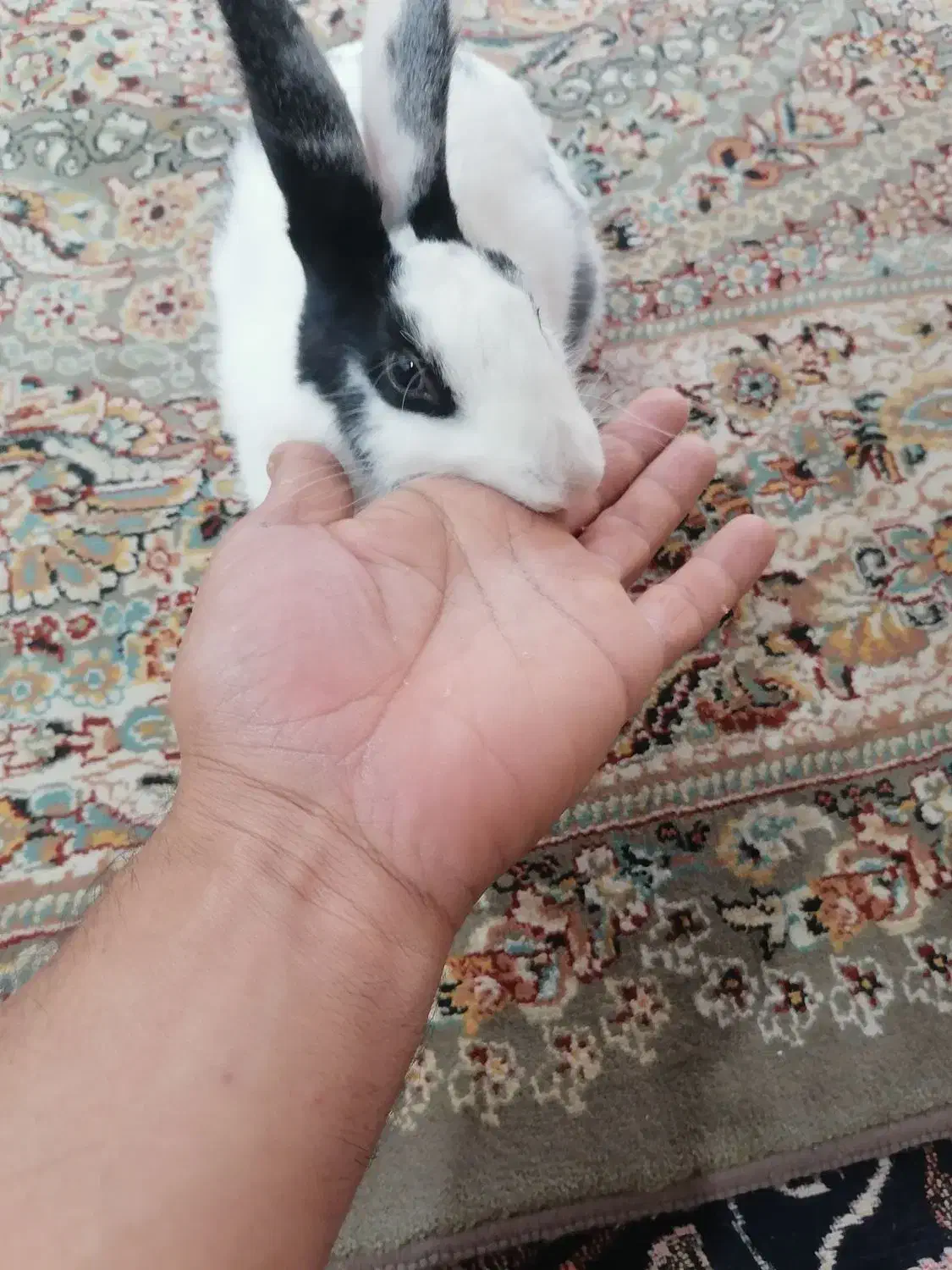 خرگوش اهلی|موش و خرگوش|آبادان, |دیوار