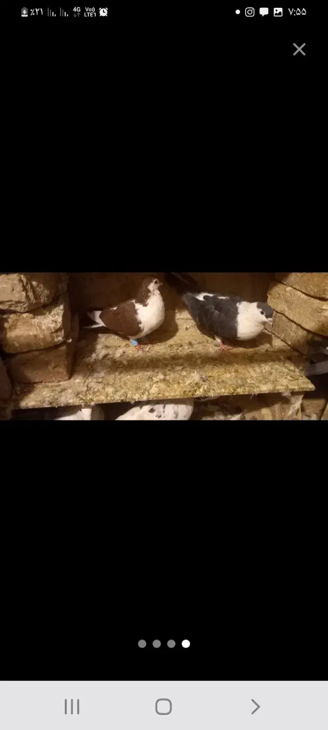 کبوتر چادری یا دمگیر|پرنده|زیباشهر, |دیوار