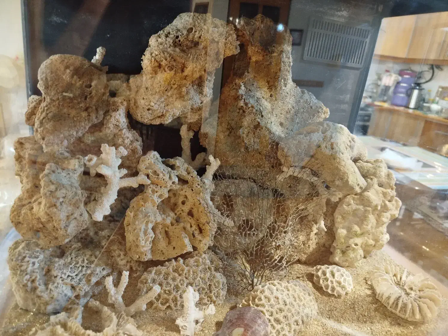 آکواریوم آب شور و شیرین|ماهی|مشهد, تربیت (صدف)|دیوار