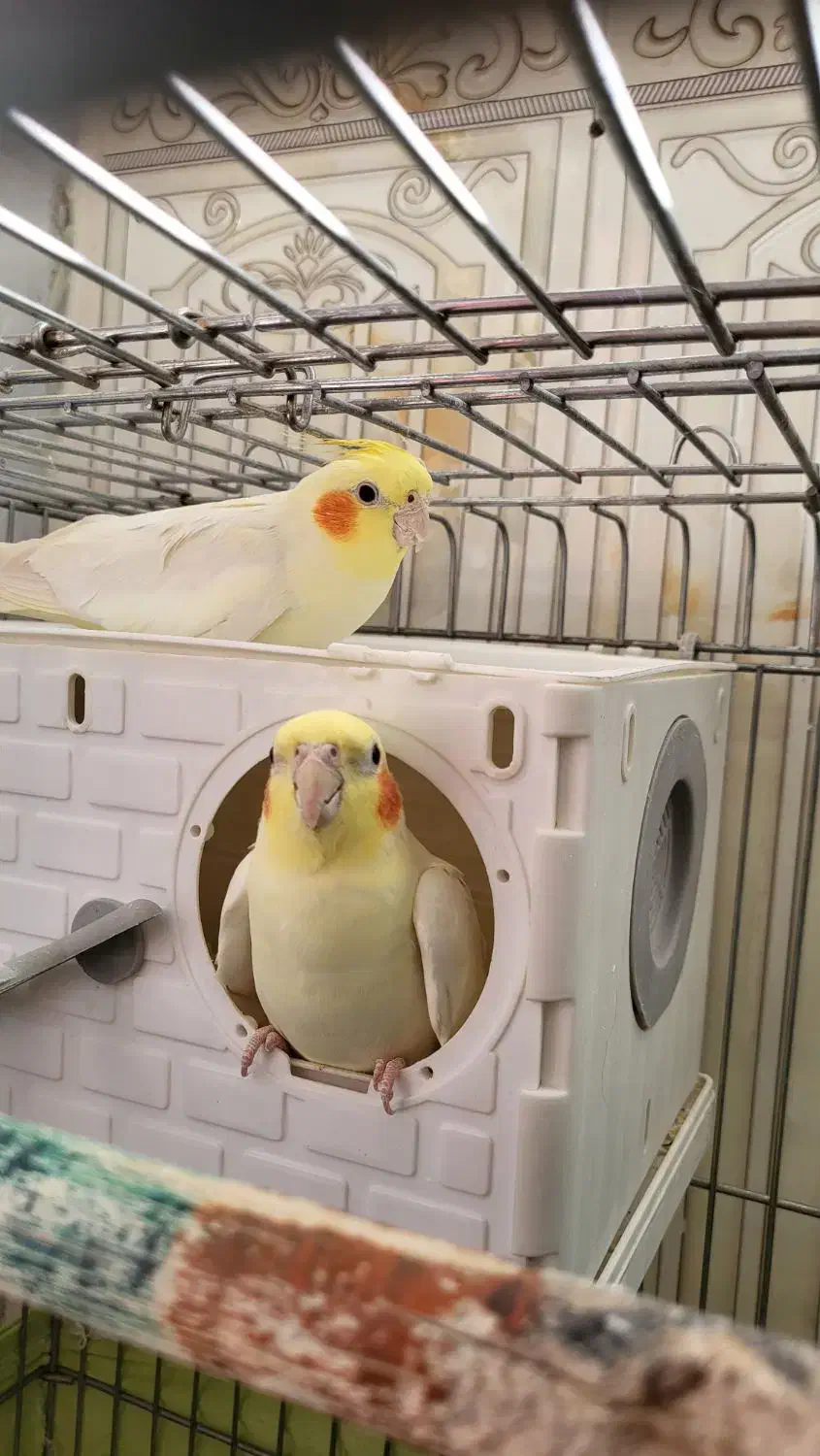 عروس هلندی یک جفت|پرنده|قم, پردیسان|دیوار