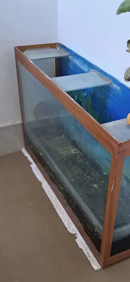 اکواریوم بزرگ با ماهی|ماهی|سبزوار, گلشن|دیوار