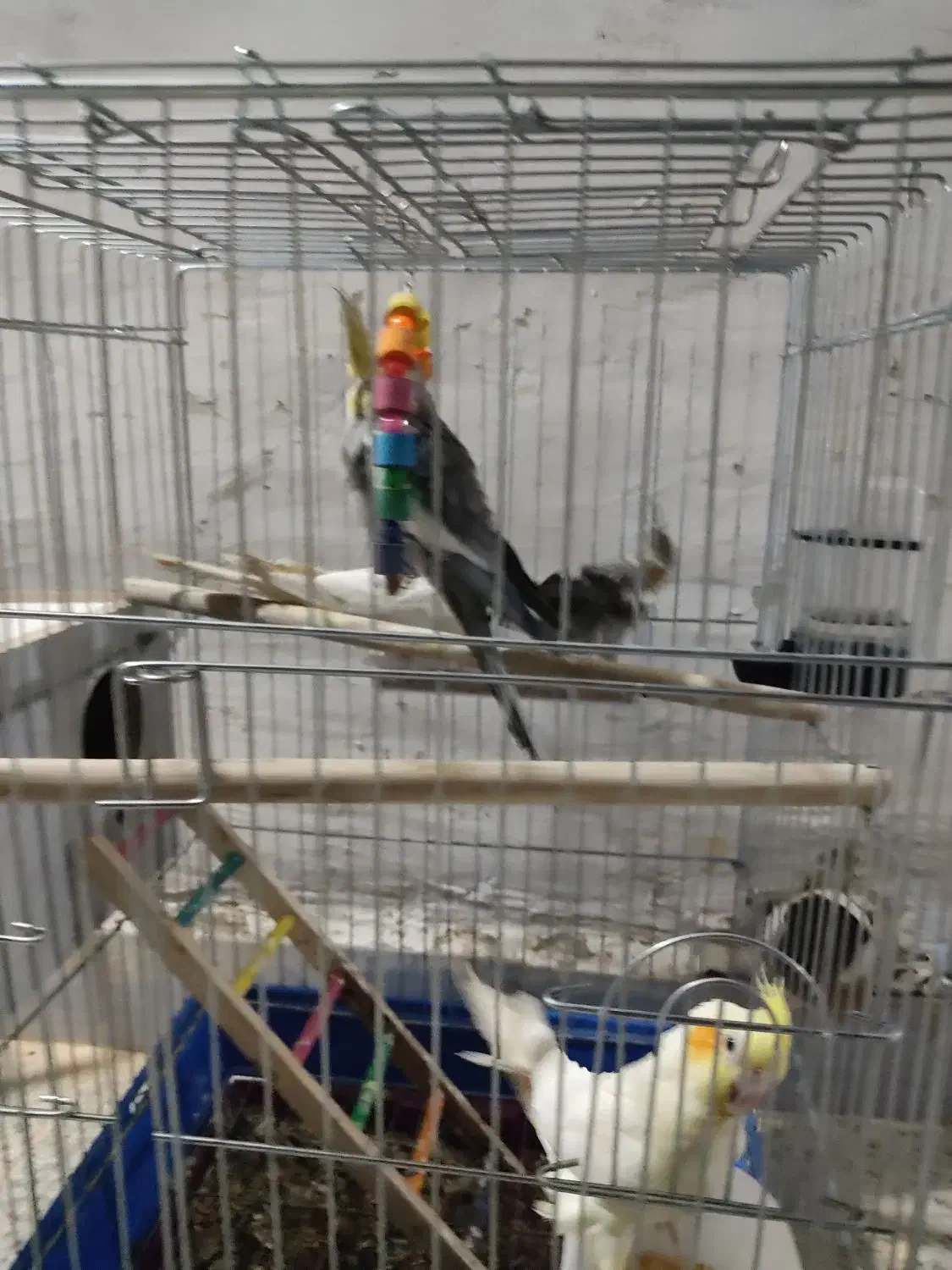 عروس پاریس یا هلندی|پرنده|سوسنگرد, |دیوار