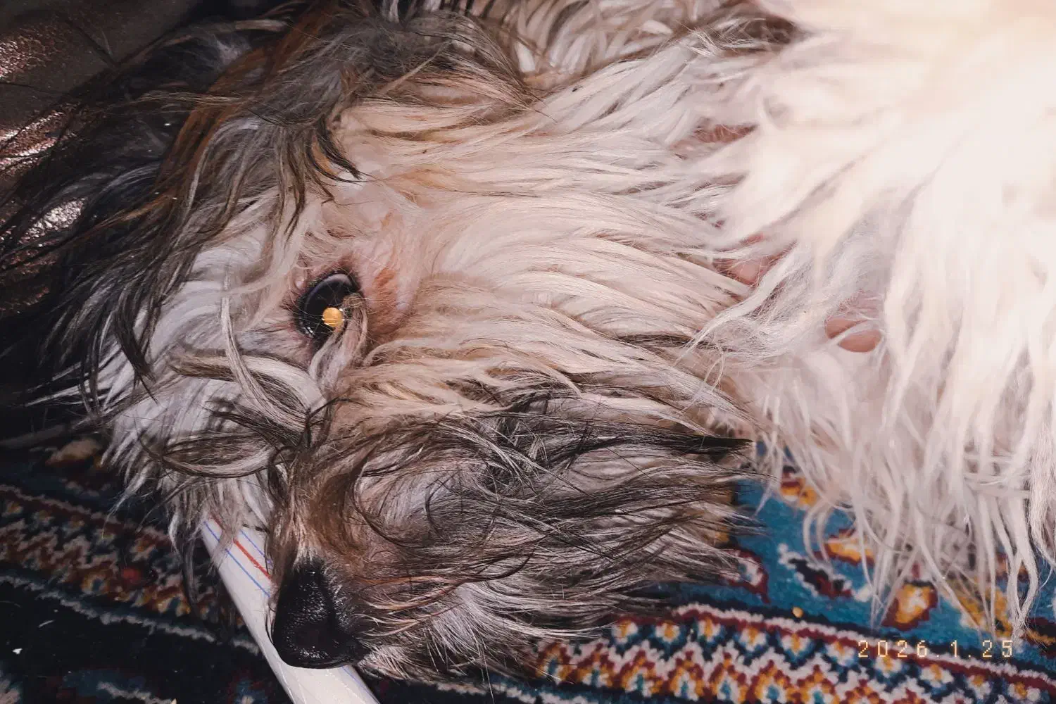 واگذاری رایگان|سگ|تهران, تهرانپارس غربی|دیوار