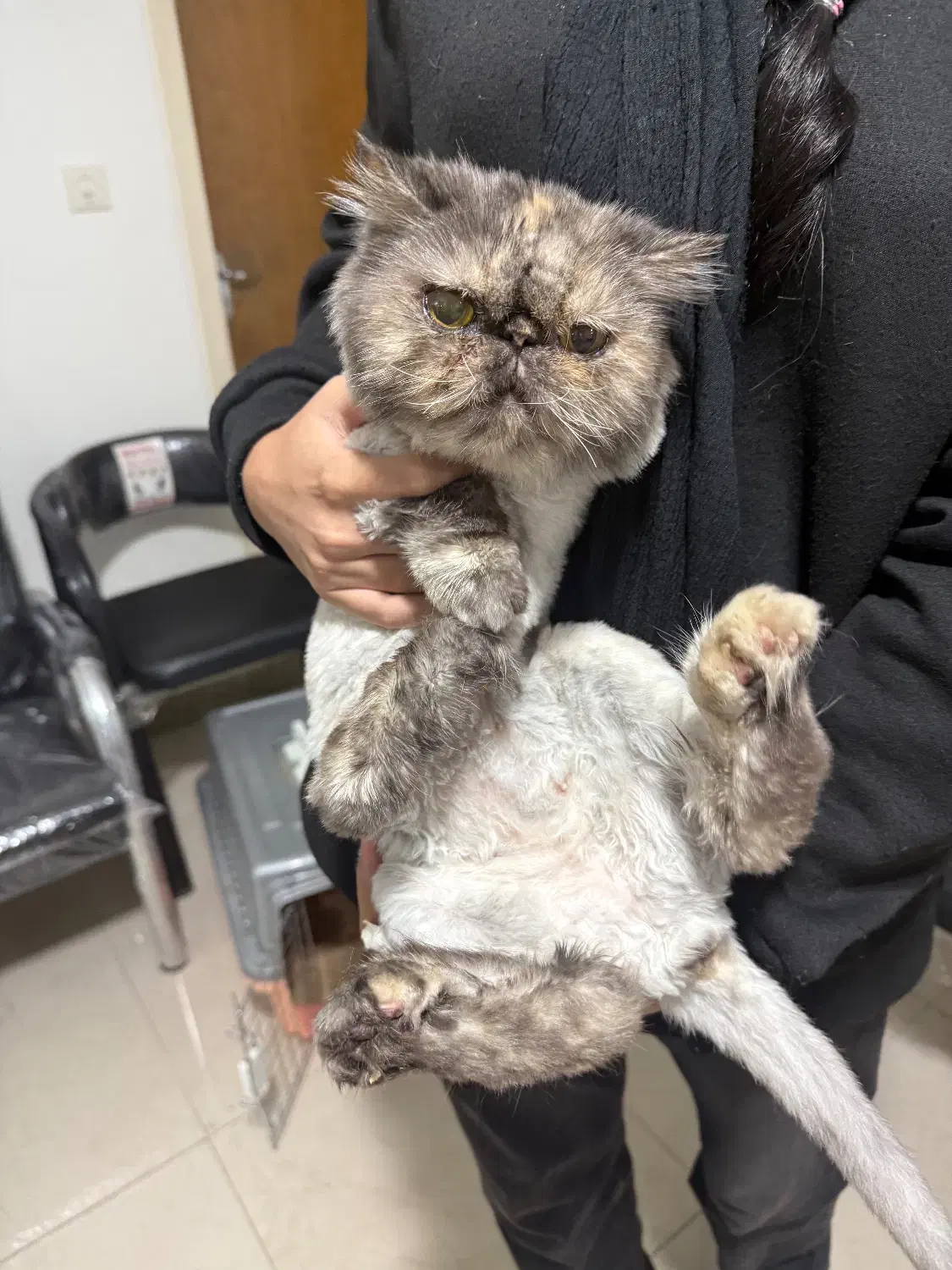 واگذاری رایگان گربه پرشین|گربه|قزوین, |دیوار