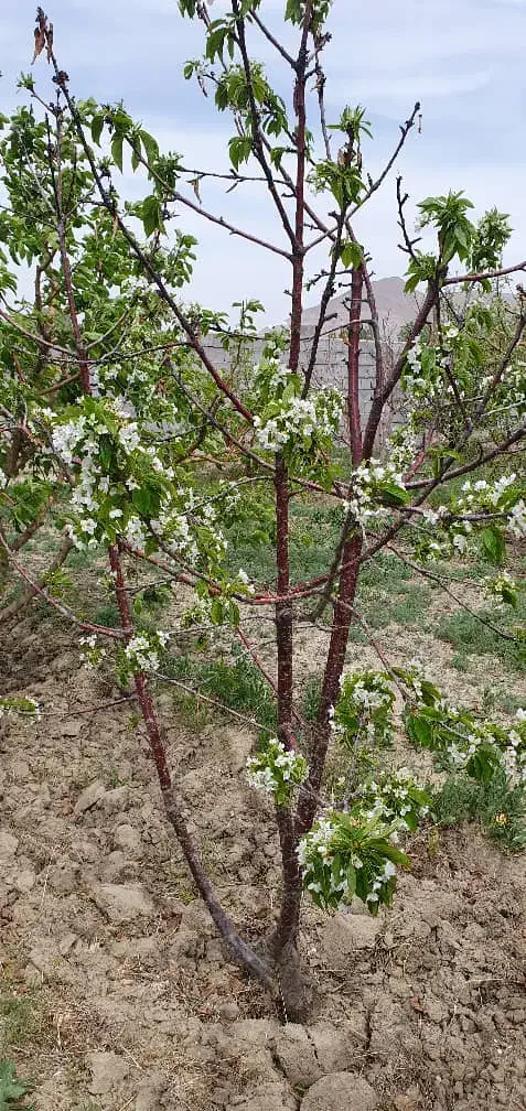 راهنمایی|فعالیت داوطلبانه تحقیقاتی|ارومیه, |دیوار