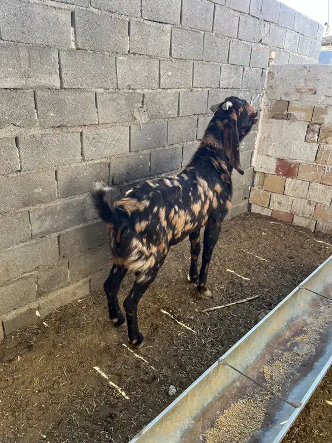 بز کل پاکستانی اصیل|حیوانات مزرعه|شاهرود, |دیوار