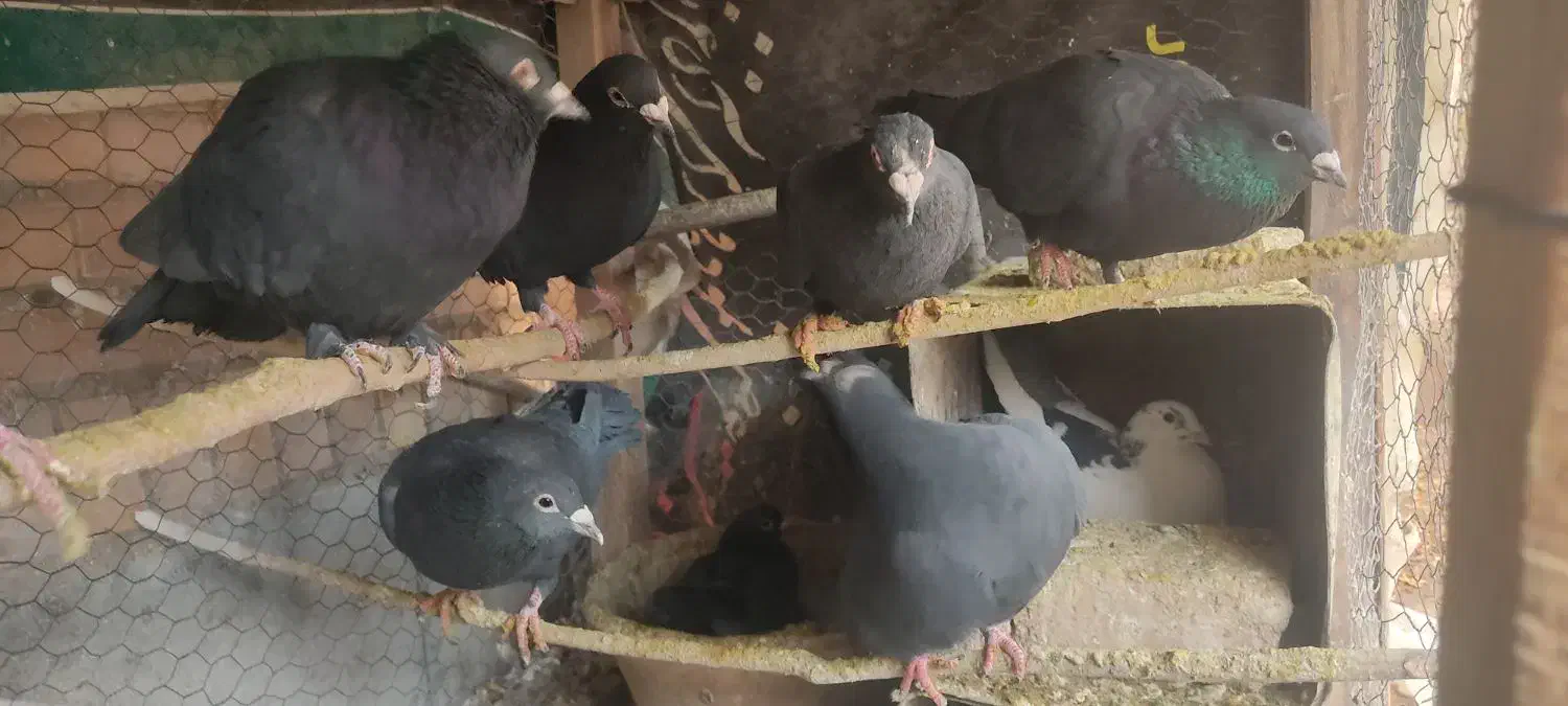 کبوتر کلاغ گوگ|پرنده|کرمان, |دیوار