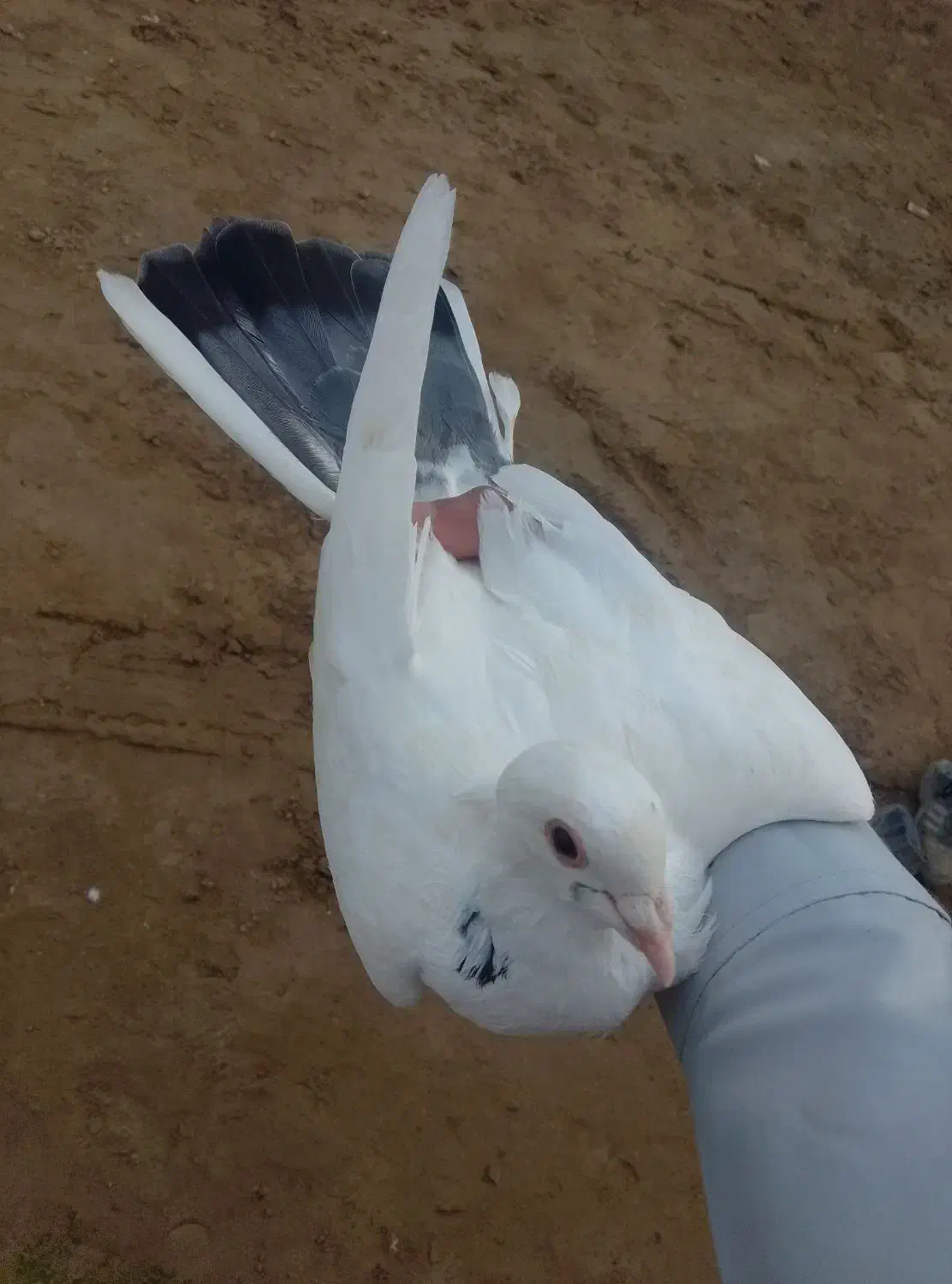 کفتر|پرنده|قرقری, |دیوار