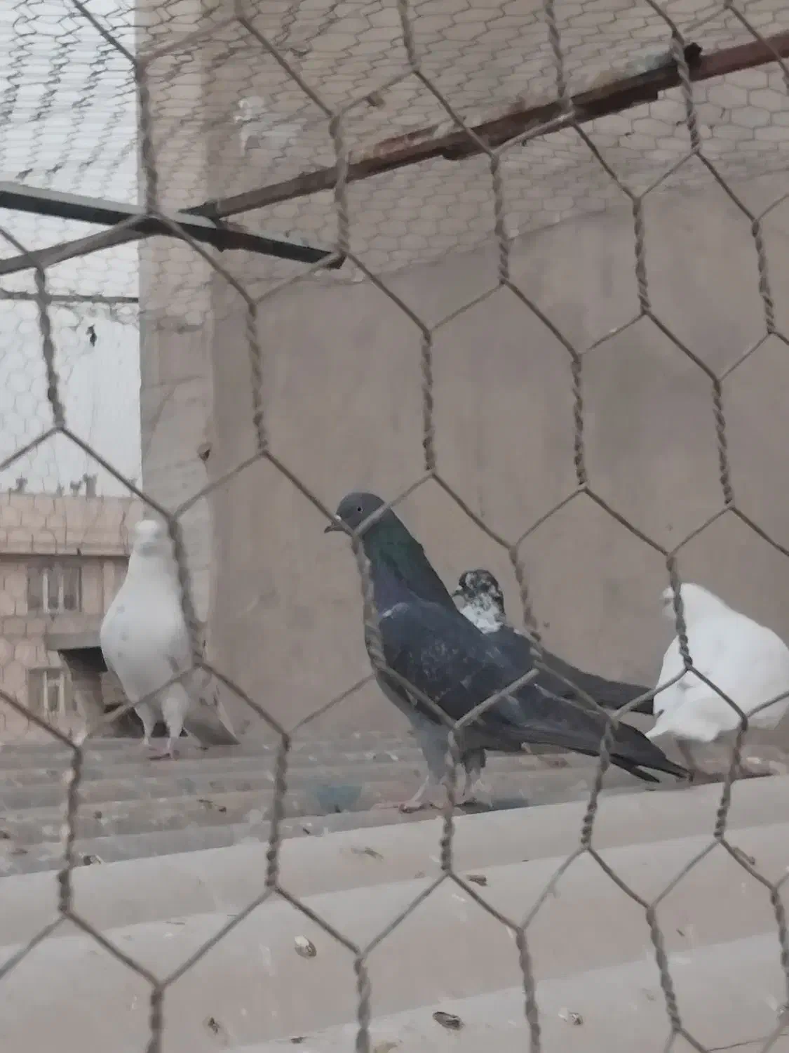 ماده زاغ همه چی تموم|پرنده|تهران, کیانشهر|دیوار