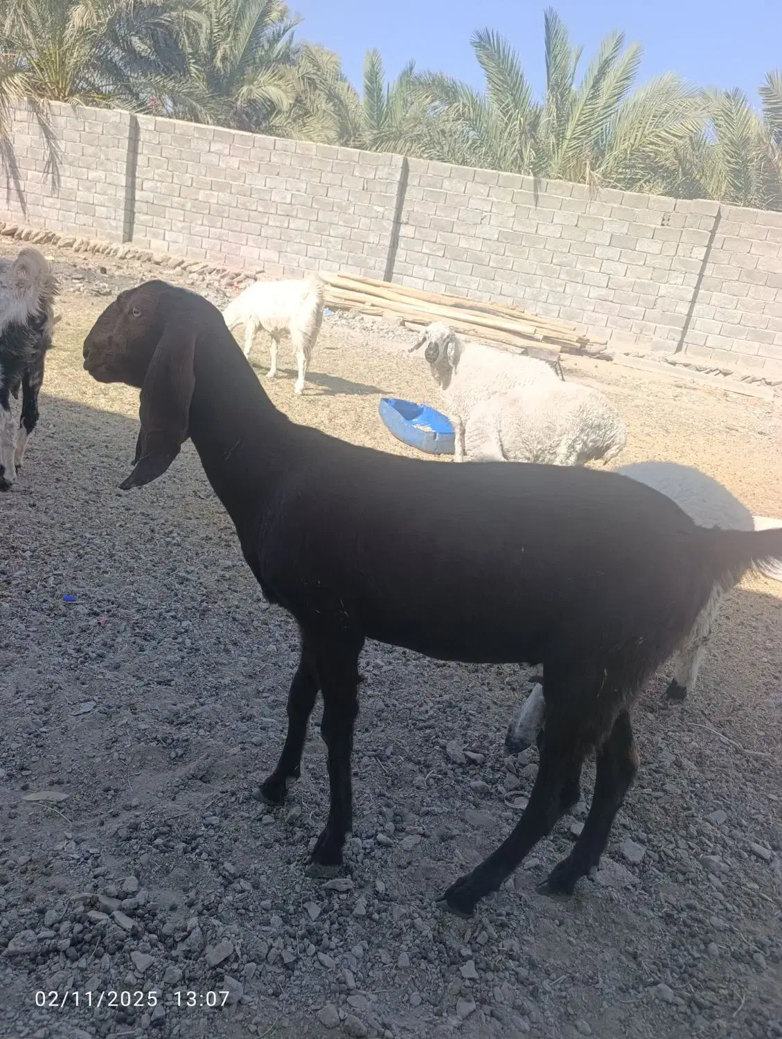 بزگتاچ پنجاب|حیوانات مزرعه|سراوان, |دیوار