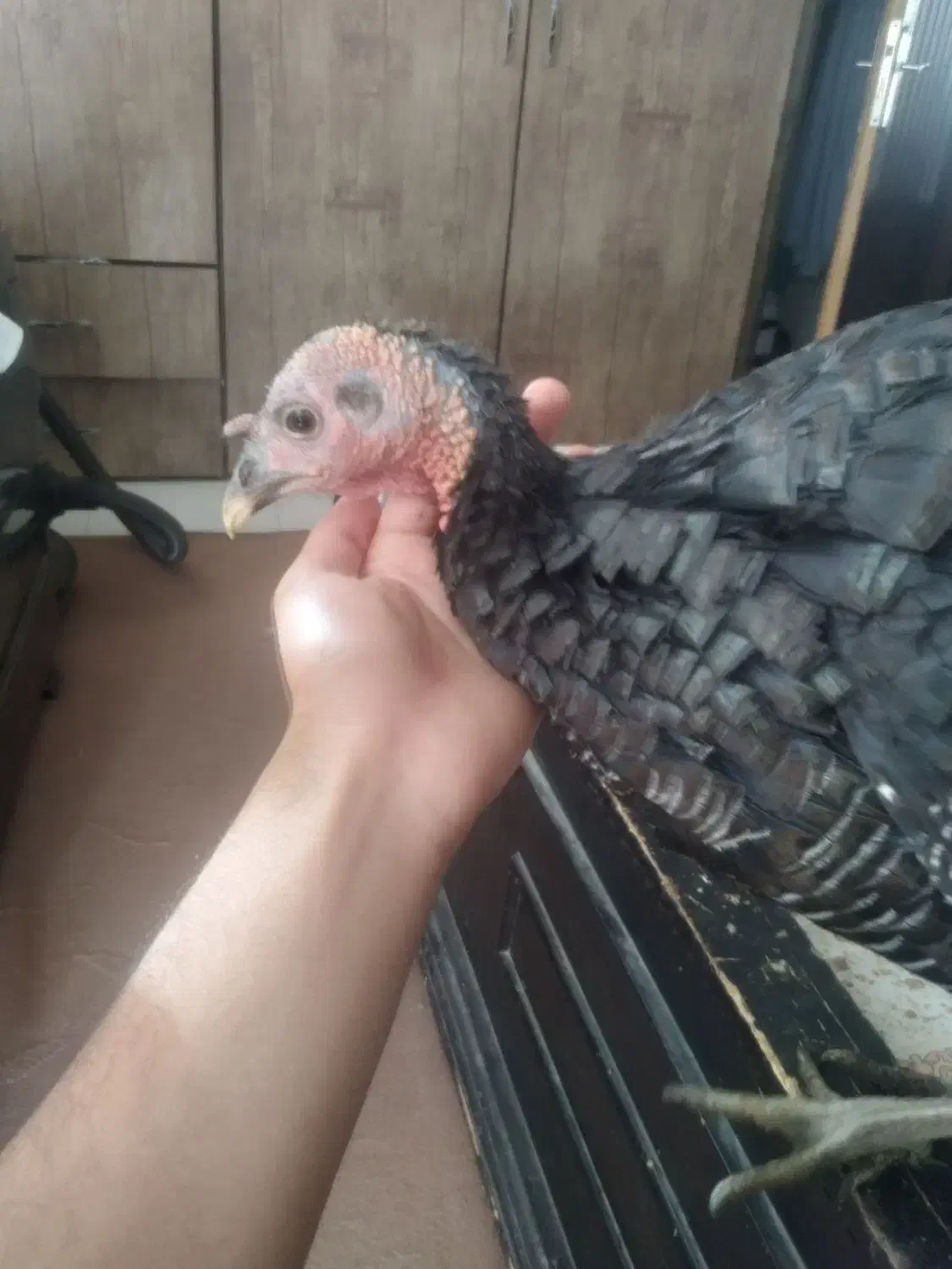 بقلمون|پرنده|مشهد, شهرک رازی (شهرک غرب)|دیوار