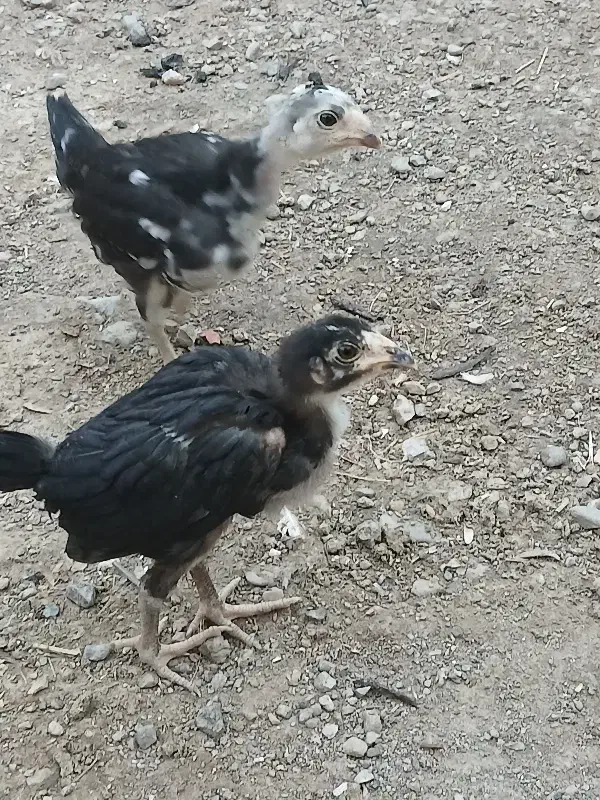 ساعت جوجه ای|ساعت|زابل, |دیوار