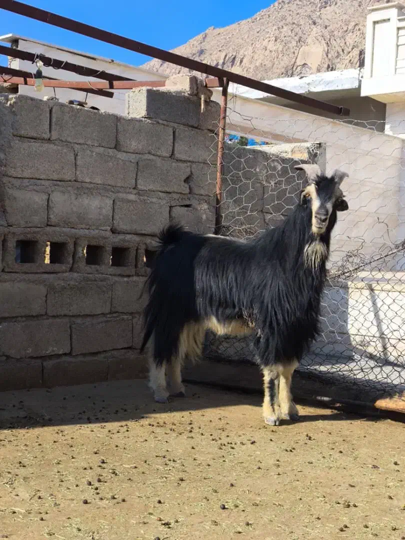 پازن چرمه سفید|حیوانات مزرعه|شیراز, گل سرخ|دیوار