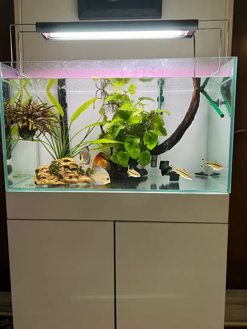 اکواریوم ریملس دیسکس|ماهی|تهران, آبشار|دیوار