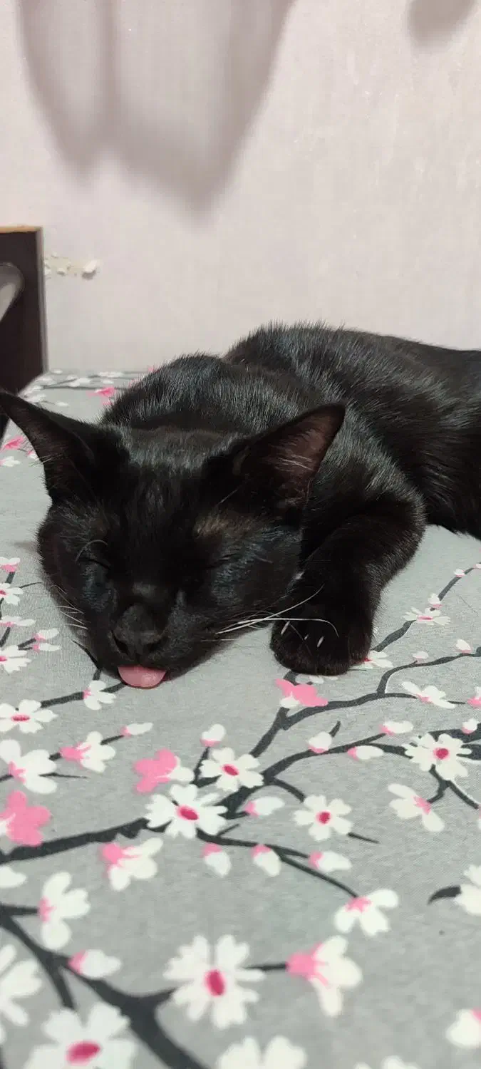 واگذاری رایگان|گربه|پیشوا, |دیوار