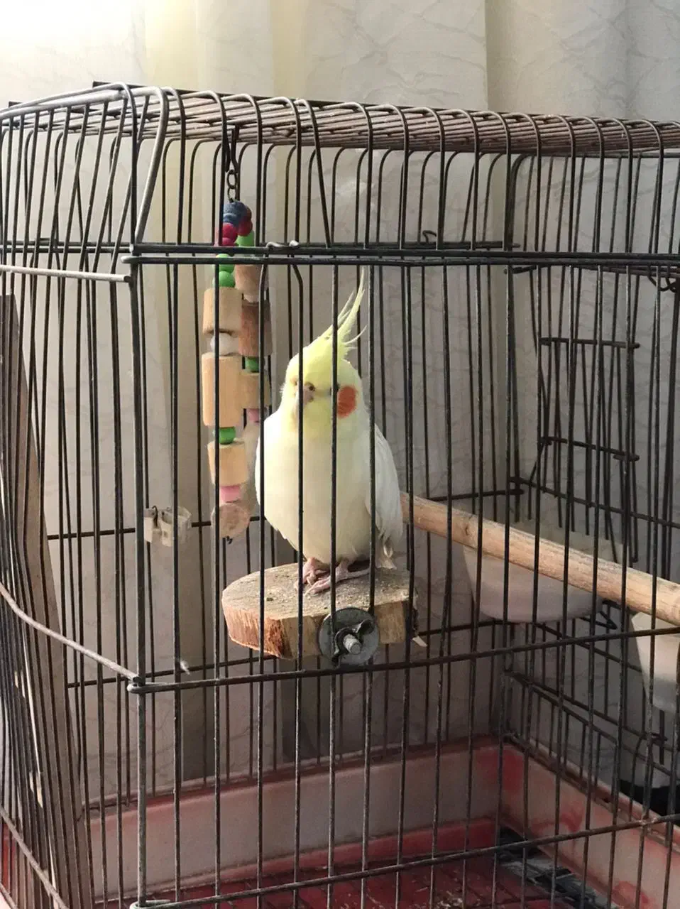 عروس هلندی نر|پرنده|کوهدشت, |دیوار