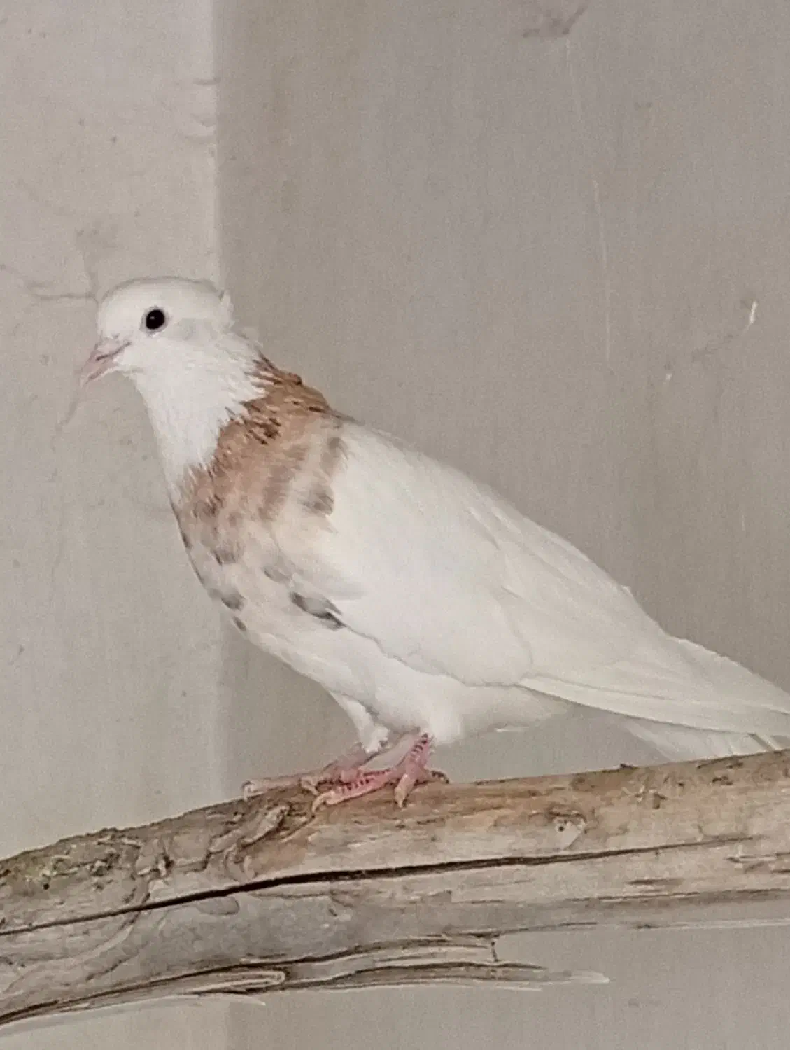 طوقی ماده.کبوتر.|پرنده|مسجد سلیمان, |دیوار