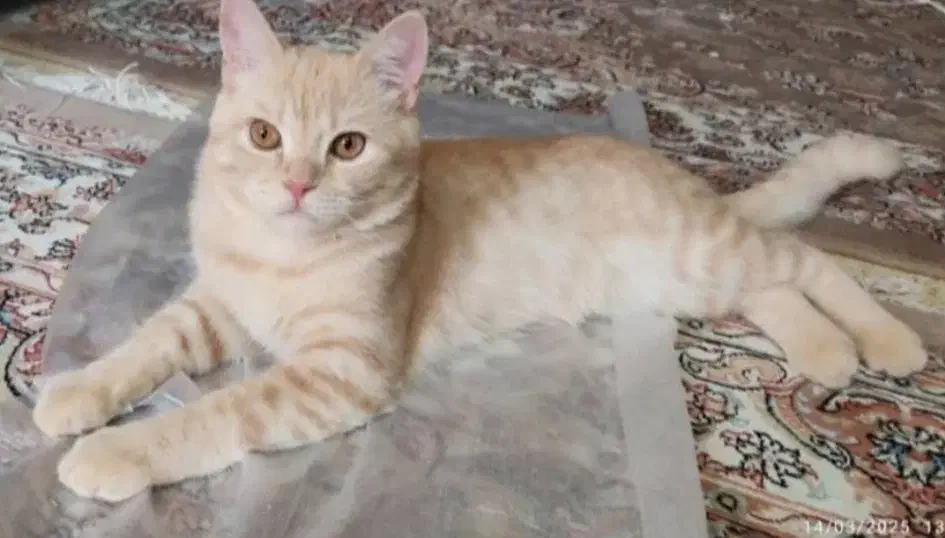 واگذاری گربه نر بریتیش پرشین|گربه|بندر ماهشهر, |دیوار