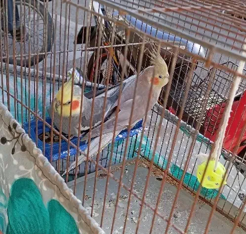 طوطی عروس|پرنده|آستانه اشرفیه, |دیوار